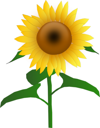 Sunflower Clipart Png PNG images