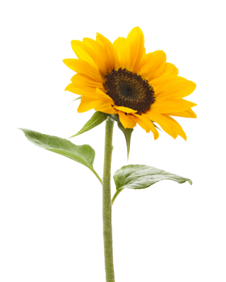 Download Free High-quality Sunflower Png Transparent Images PNG images