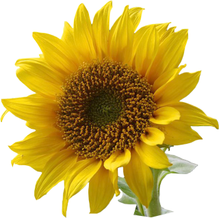 Png Format Images Of Sunflower PNG images