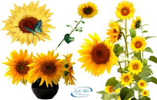 Download Sunflower Latest Version 2018 PNG images