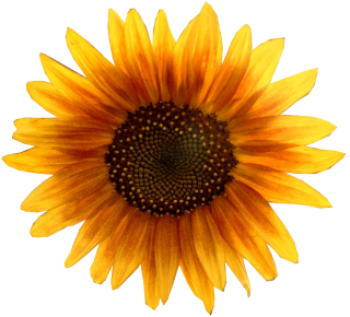 Images Download Free Sunflower PNG images