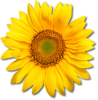 Sunflower PNG, Sunflower Transparent Background - FreeIconsPNG