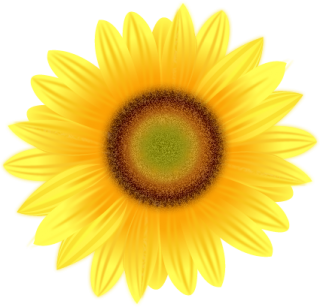 PNG Image Sunflower PNG images