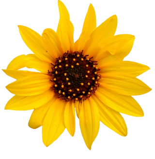 Sunflower Download Picture PNG images