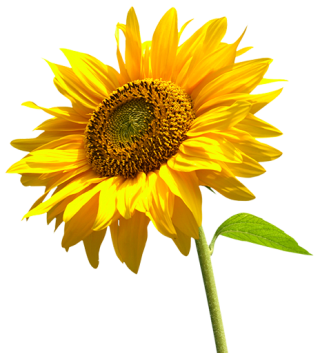 Sunflower Transparent Background PNG images