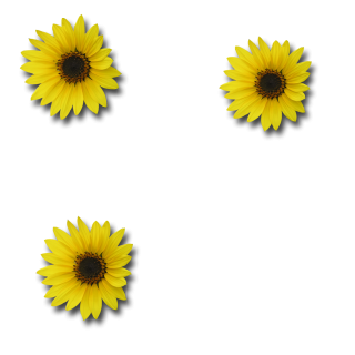 Download Picture Sunflower PNG images