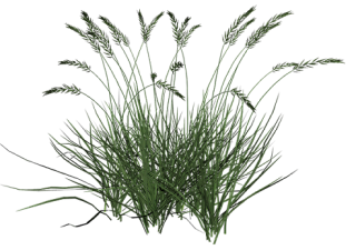 Green Tall Grass Png PNG images