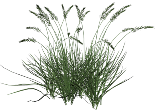 Long Grasses Png Pngtree Offers Over 8 Long Grass Png And Vector - Riset