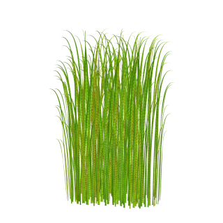 Png Grass Clipart Transparent Image PNG images