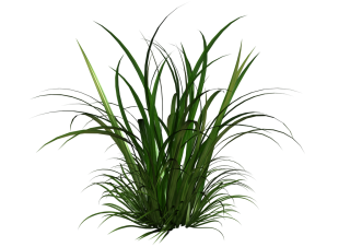 Tall Grass Clipart PNG images