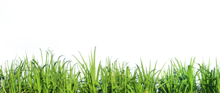 Tall Grass Nature Png PNG images