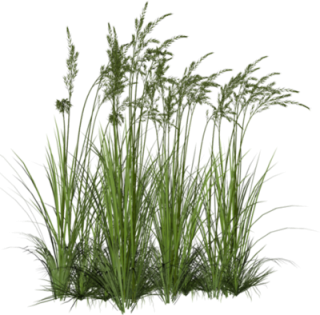 Grass PNG transparent image download, size: 7327x3295px