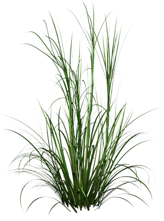 Grass PNG, Grass Transparent Background - FreeIconsPNG