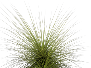 Grass PNG transparent image download, size: 7327x3295px