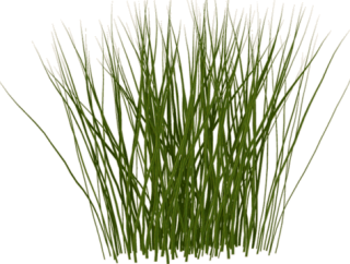 Grass PNG transparent image download, size: 7327x3295px