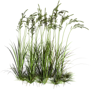 Grass PNG, Grass Transparent Background - FreeIconsPNG