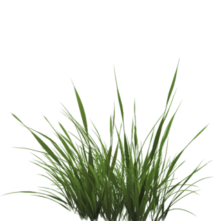 Tall Grass Texture Alpha PNG images