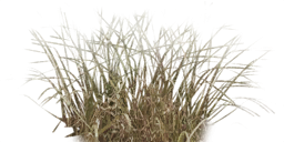 Tall Grass Texture Png PNG images