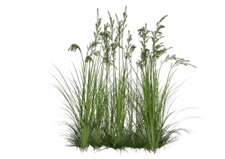 Grass PNG, Grass Transparent Background - FreeIconsPNG