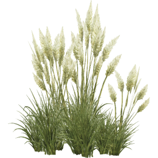 Tropical Tall Grass Png PNG images