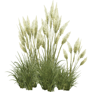 Grass png images