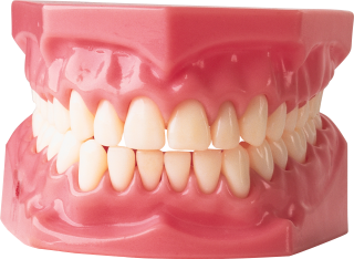 Teeth PNG HD PNG images