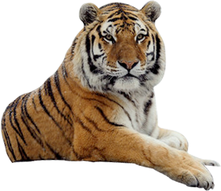 Download Tiger Icon Vectors Free PNG images