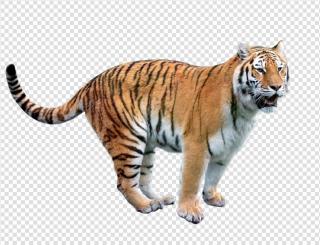 Tiger Cartoon png download - 864*748 - Free Transparent Tiger png