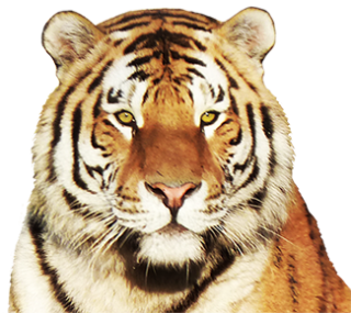 Tiger Transparent Png Hd Background PNG images