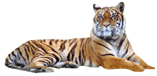 Image Transparent PNG Tiger PNG images