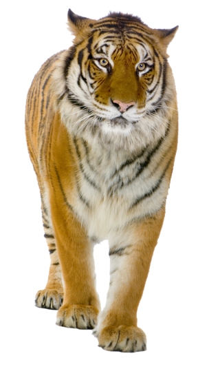 Tiger PNG, Tiger Transparent Background - FreeIconsPNG