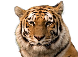 Transparent Tiger Background PNG images