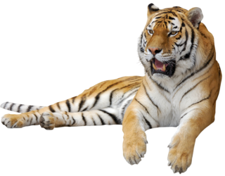 Fundo Branco Tigre Real PNG , 3d, Tigre, Animal PNG Imagem para download  gratuito