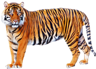 Fundo Transparente De Tigre Branco 3d PNG , 3d, Animal, Fundo Transparente  PNG Imagem para download gratuito