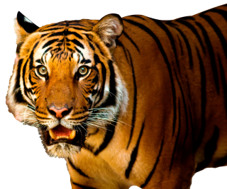 Tiger Png Images PNG images