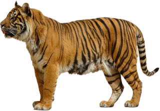 Download For Free Tiger Png In High Resolution PNG images