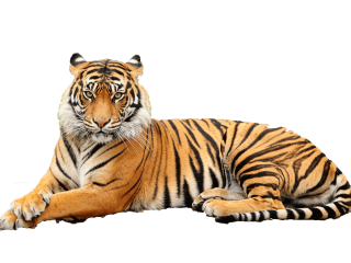 Get Tiger Png Pictures PNG images