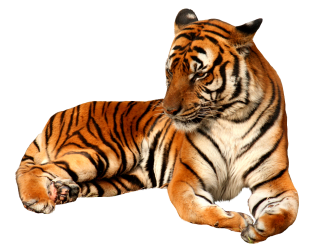 Tiger Cartoon png download - 864*748 - Free Transparent Tiger png