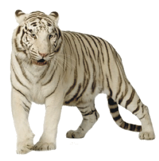 Get Tiger Png Pictures PNG images