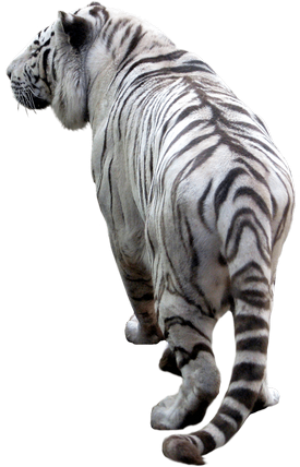 White Tiger Png PNG images