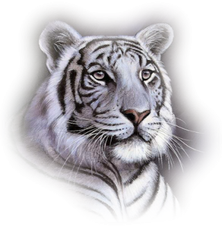 White Tiger Png PNG images