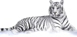 White Tiger Png PNG images