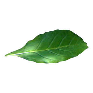 Green Tobacco Leaf Alone Photo PNG images