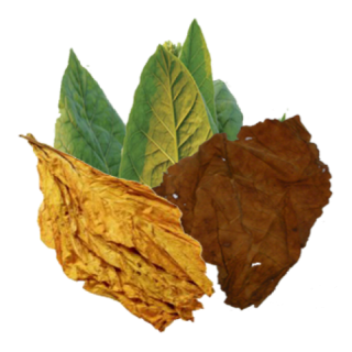 Hd Tobacco Varieties, Tobacco Leaves PNG images