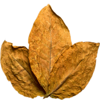 Tobacco Leaf Transparent PNG Image PNG images
