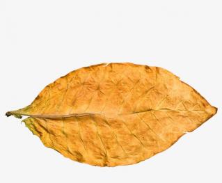 Yellow Tobacco Leaf And Formal And Transparent PNG Image PNG images