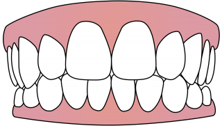 Free Vector Download Png Tooth PNG images