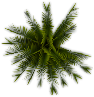 Palm Tree PNG images