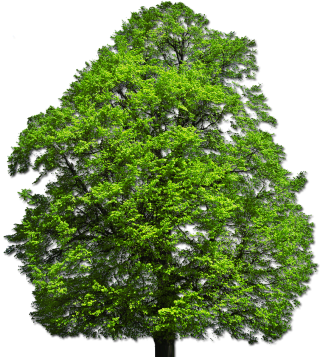 Png Vector Top Tree PNG images