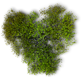 Tree PNG images